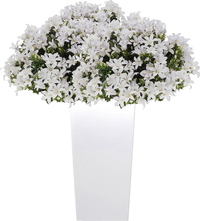 Prosperplast Bloempot Urbi - wit - kunststof - 61 cm