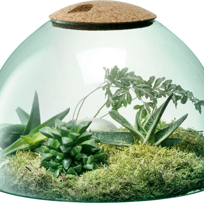 L.S.A. - Canopy Planten Terrarium 22cm
