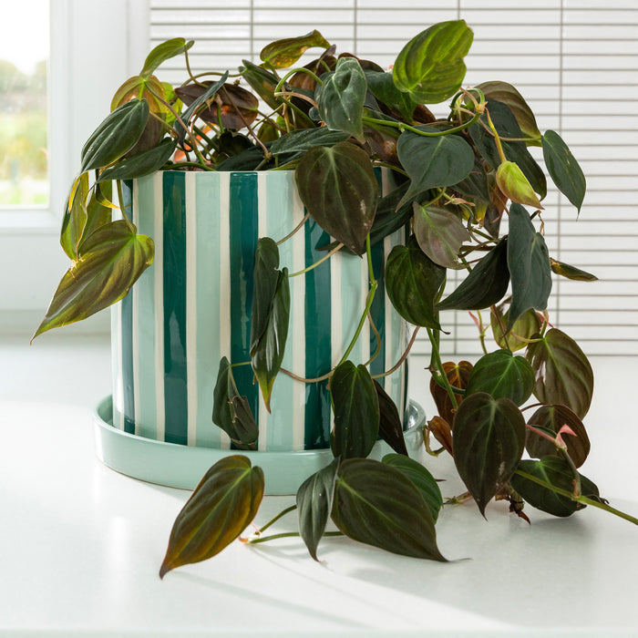 &klevering Clash Bloempot Large - Stripe / Groen