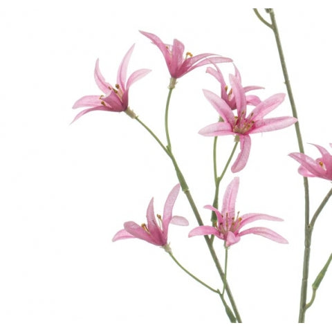 Fleurdirect Kunstbloem Tweedia - Roze - Polyester - 0x69x0cm (BxHxD)