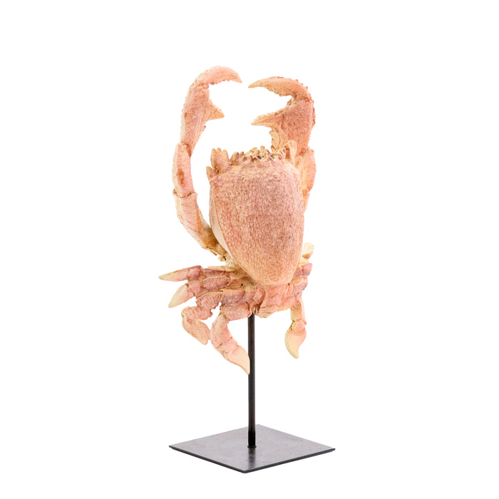 Light & Living - Ornament CRAB - 23x12.5x42.5cm - Oranje