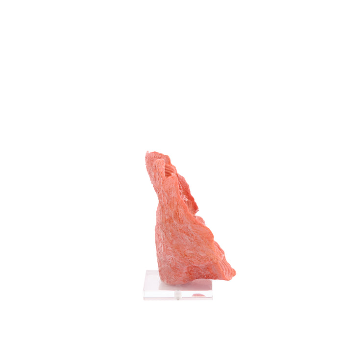 Light & Living - Ornament CORAL - 33x14x23.5cm - Roze
