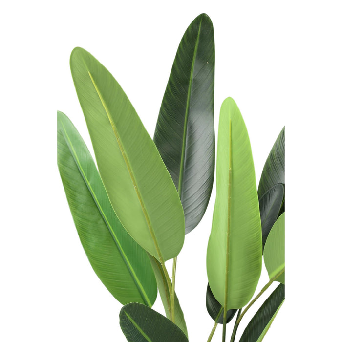 PTMD Tree Green leaf ravenala in black pot S