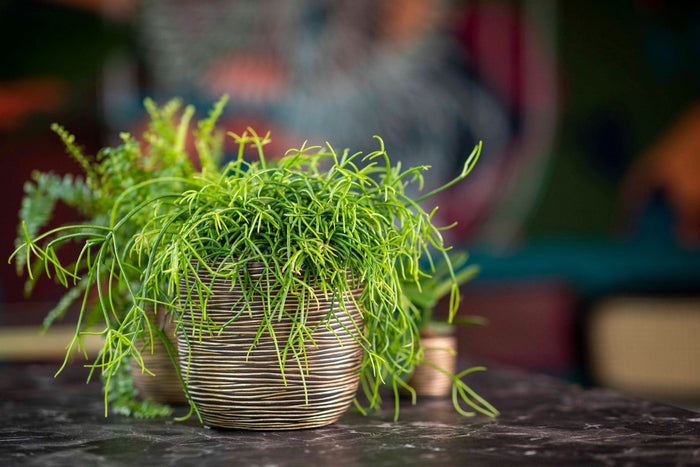 Capi Europe - Pot bol Rib - 9x8 - Goud