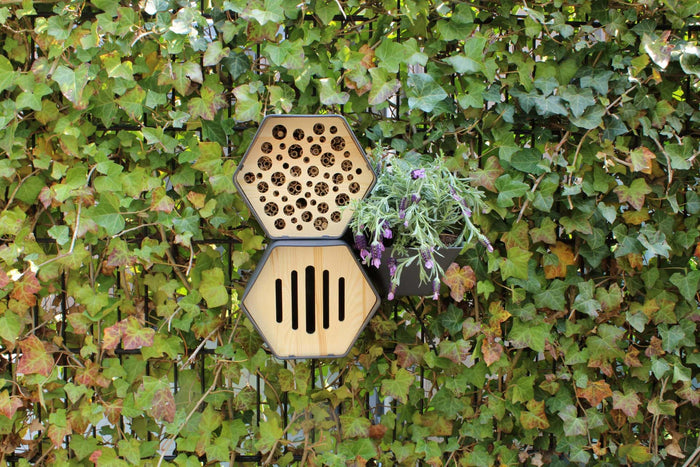 Capi Europe - Bijenhotel Hive - 19x23x20 - Antraciet