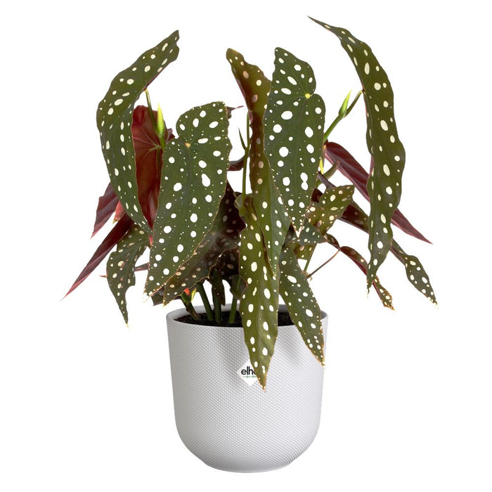 elho Jazz Rond 16 - Zijdewit (Wit) - Ø 17 x H 15 cm - Ideaal voor