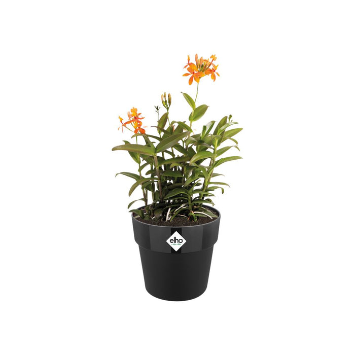 elho B.for Original Rond Wielen 35 - Living black (Zwart) - Ø 35 x H