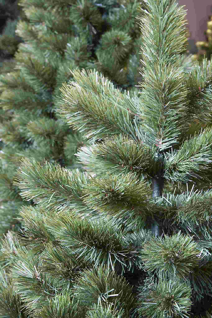 Triumph Tree Kunstkerstboom Camden - 109x109x215 cm - PVC - Groen