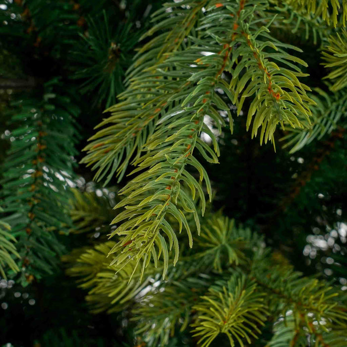 Black Box Trees Kunstkerstboom Grimshaw - 152x152x215 cm - PVC|hardnaald - Groen