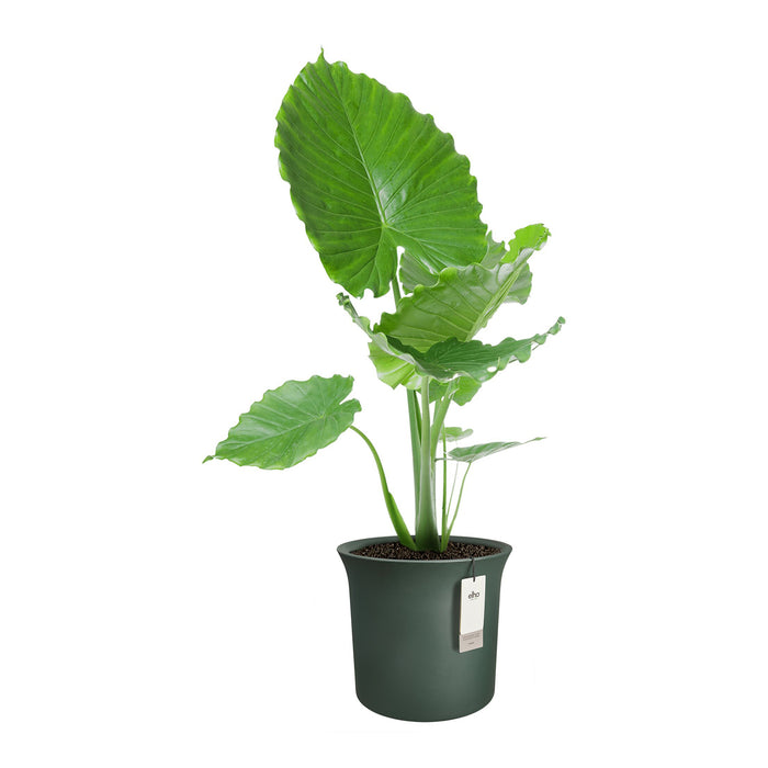 Elho June Tulip 47 - Groen - Ø 47 x H 43 cm - Binnen en Buiten - 100% gerecycled