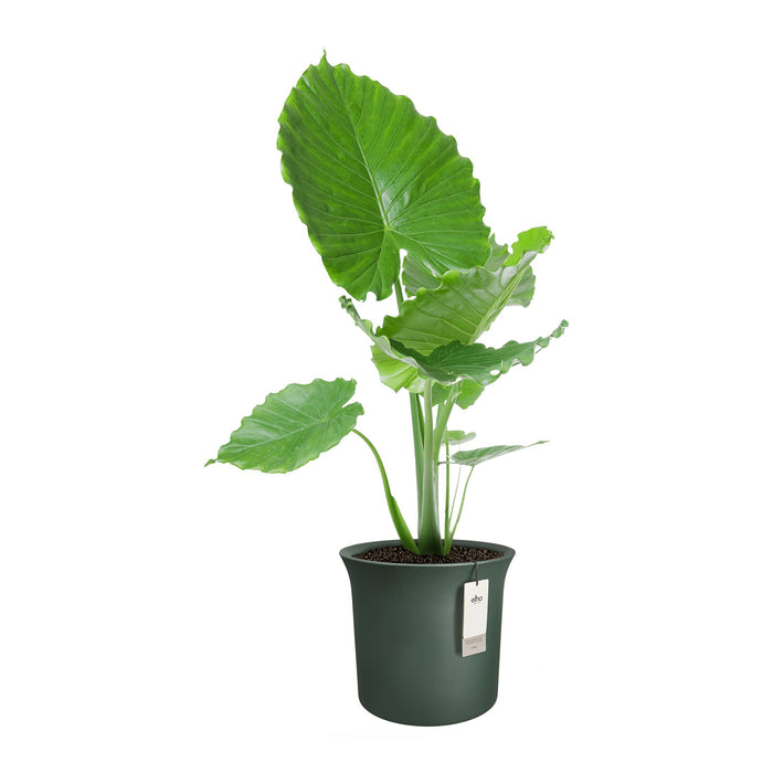 Elho June Tulip 40 - Groen - Ø 39 x H 36 cm - Binnen en Buiten - 100% gerecycled