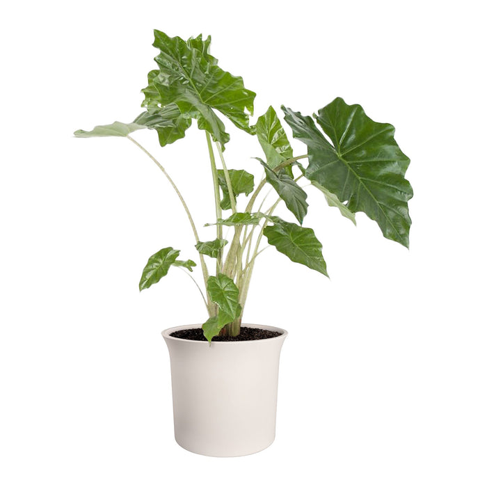 Elho June Tulip 47 - Linnen wit - Ø 47 x H 43 cm - Binnen en Buiten - 100% gerecycled