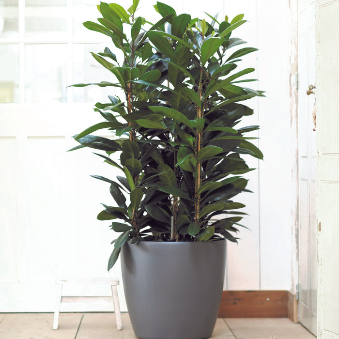 elho Brussels Bloempot op Wielen 40 cm