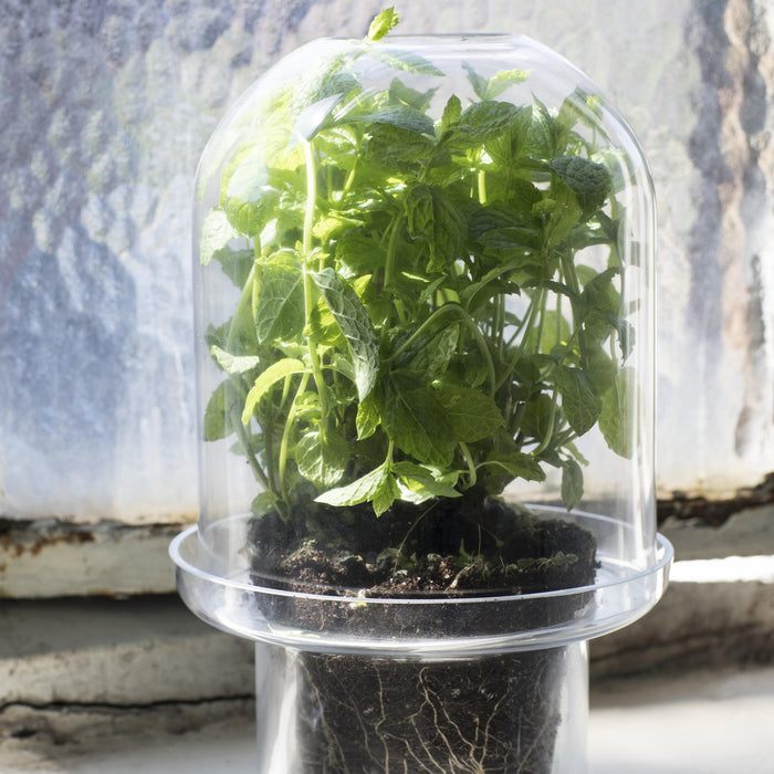 Serax Carnivore Vaas XL