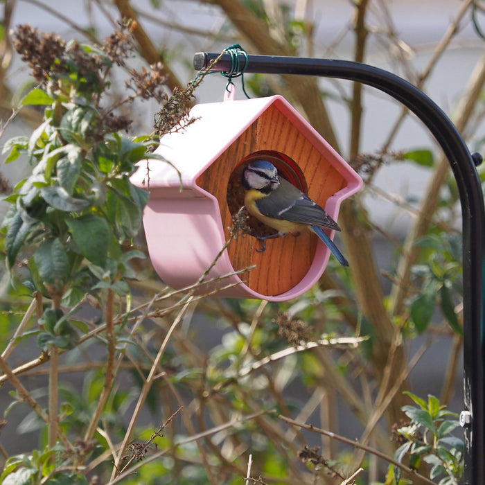 SingingFriend Evie Pindakaashuisje