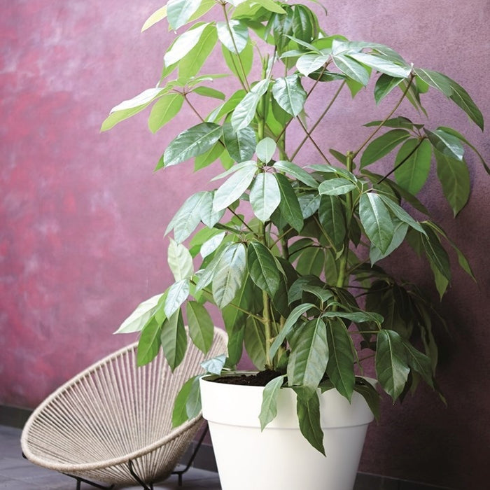 elho Loft Urban Round Bloempot 70 cm