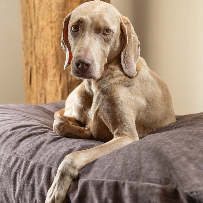 Designed by Lotte Unway Hondenkussen - Bruin