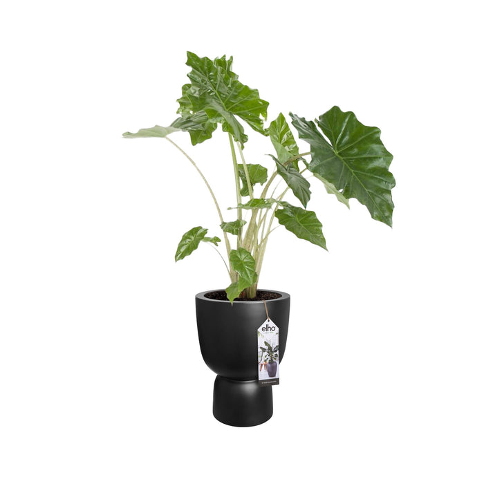 elho Pure Coupe Bloempot Ø 41 cm - Black