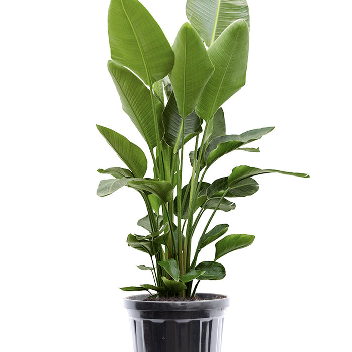 Fleurdirect Strelitzia Nicolai XL