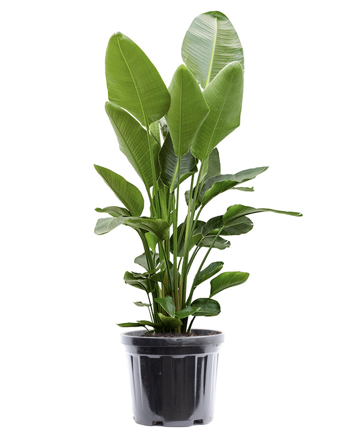 Fleurdirect Strelitzia Nicolai XL