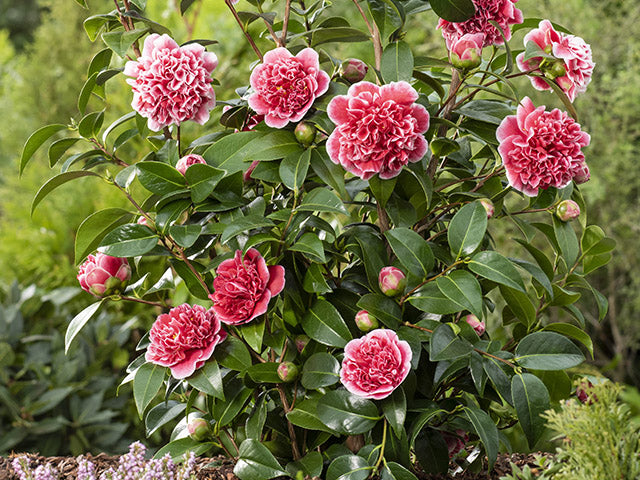 Bloomique - Camellia Volunteer P13H15