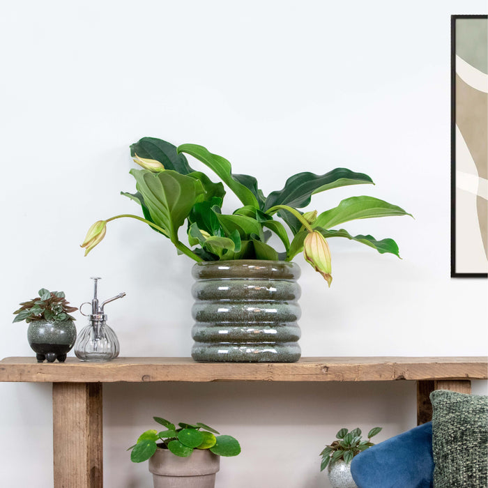 Bloomique - Medinilla 'Lambada' – Trosbloem – ⌀10,5 - ↕20-25