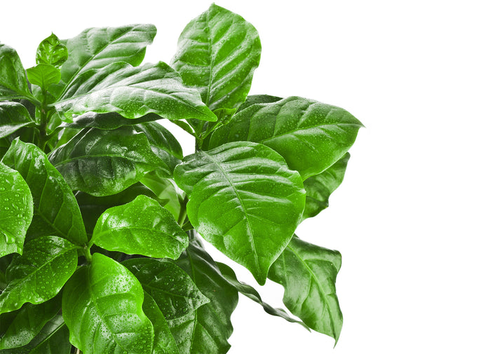 Bloomique - Koffieplant - Coffea Arabica 2x - ⌀ 12 cm - ↕ 25 cm