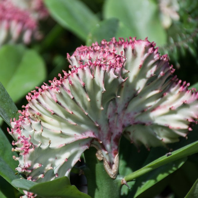Bloomique - Euphorbia Lactea 'Cristata' - Cactus - ⌀ 11 cm - ↕ 30 cm