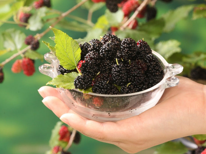 Bloomique - Morus Mojo Berrie P13H15