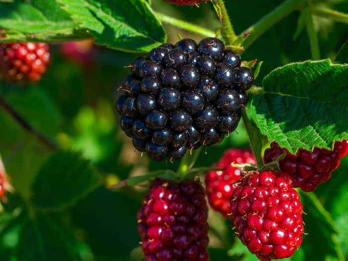 Bloomique - Morus Mojo Berrie P13H15