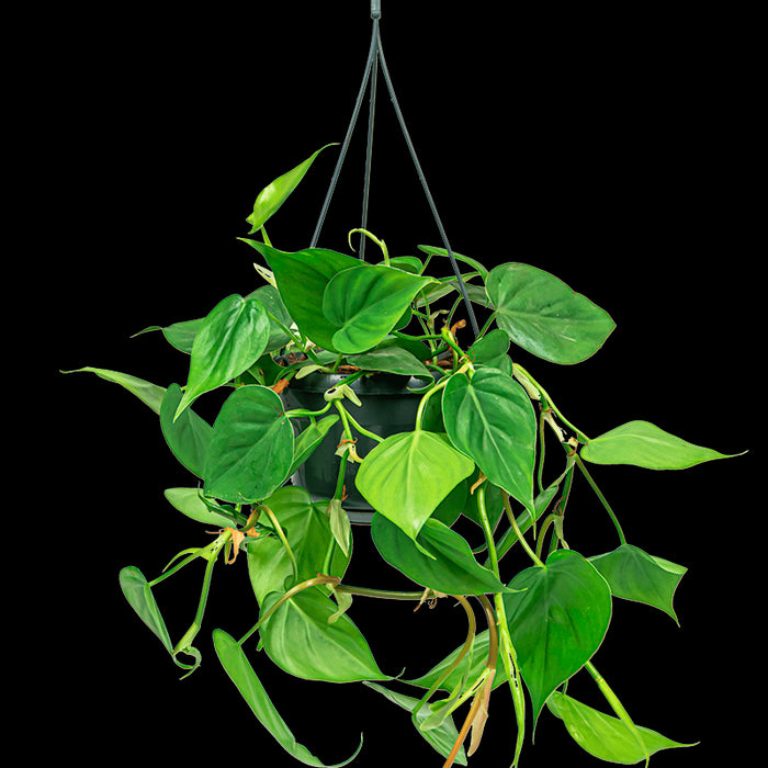 0c3add20-c529-47f7-aa4c-e945c4d7ffd2-sfeerbeeld.jpg (2135675)