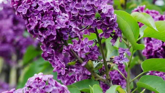 Bloomique - Syringa Bloomerang Dark Purple P19H50