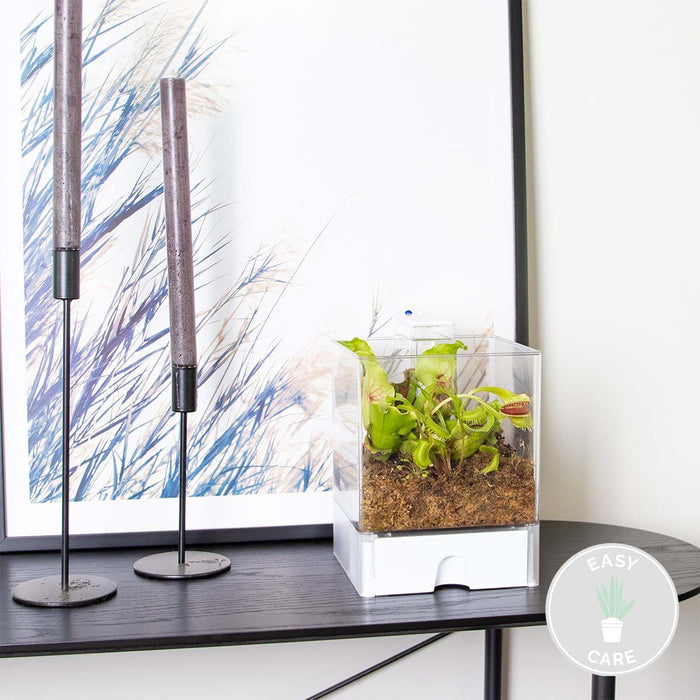 Bloomique - Plantenterrarium Bye Bye Fly – Vleesetende planten – ↕23