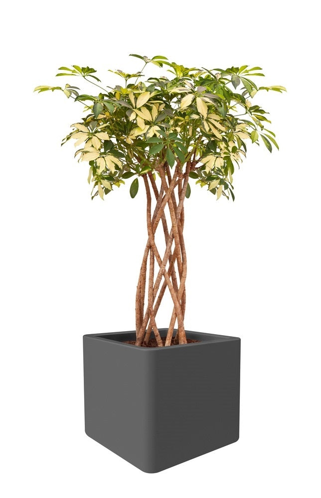 Elho Pure Soft Brick Plantenbak met Wielen 40 x 40 cm - Wit