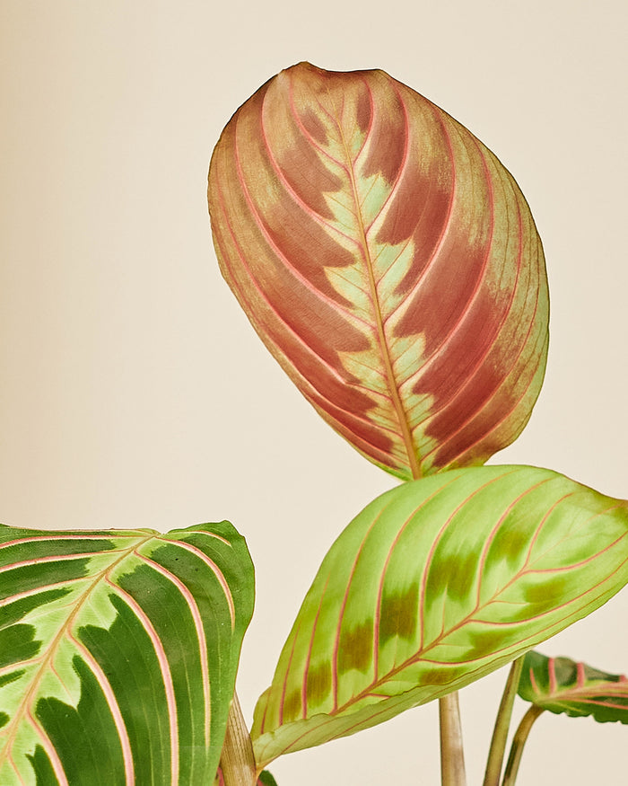 Plantery Gebedsplant Maranta Leuconeura kamerplant S