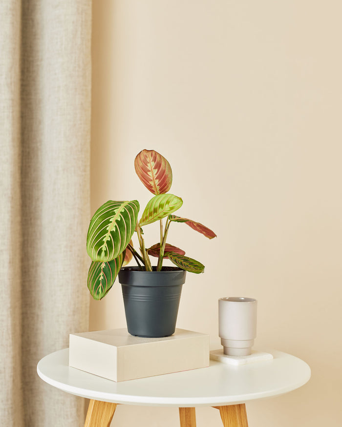 Plantery Gebedsplant Maranta Leuconeura kamerplant S