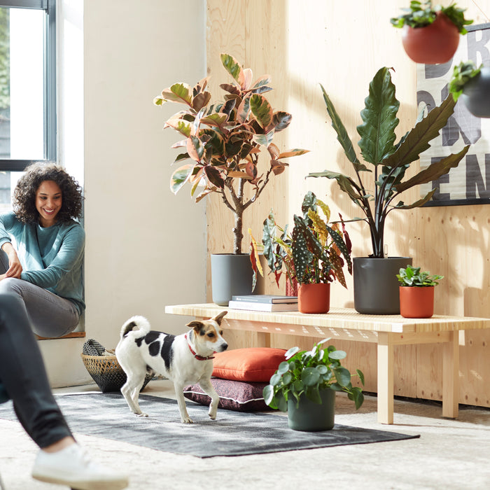 Elho B.For Soft Bloempot Rond 30 cm