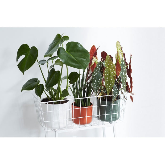 217465-3.jpg (2543941)