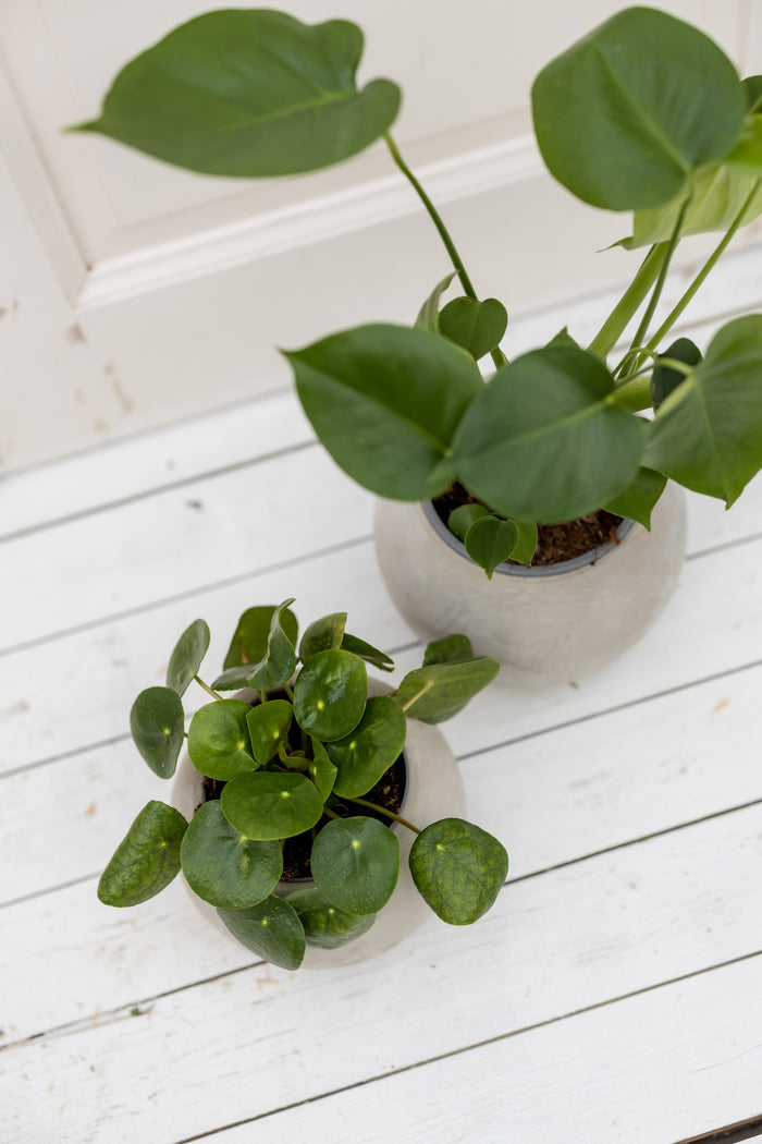 1da818a0-f7c1-4d3f-92c1-60f4c9193426-afbeelding8.jpg (2674866)