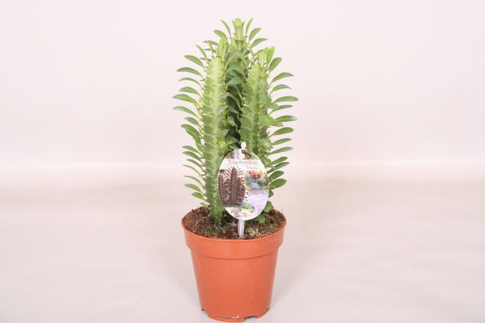 392a0d21-eba9-428b-9007-74553dedf850-afbeelding6.jpg (2691349)