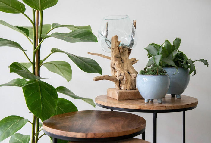 Plantenwinkel Decowood Glass Round Branch 30x40 cm ronde glazen vaas