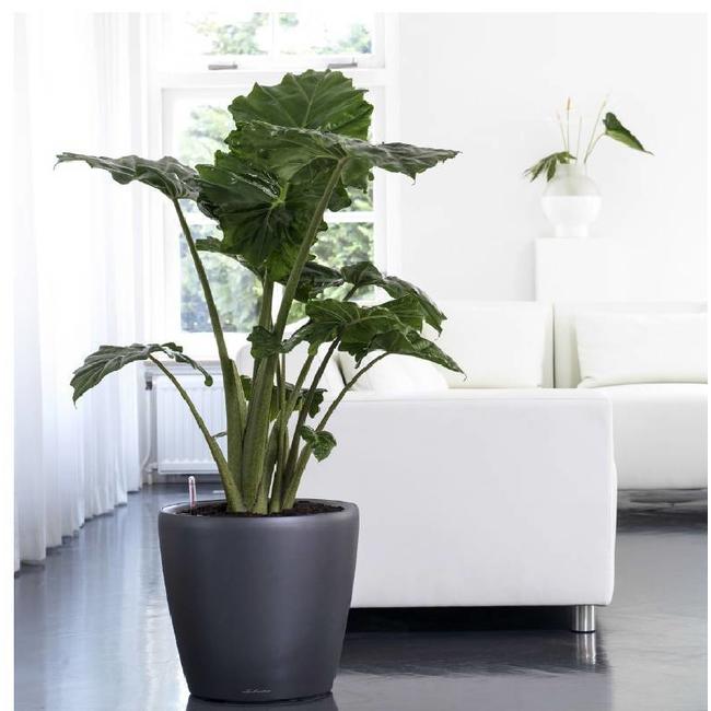 Fleurdirect Alocasia Portadora L