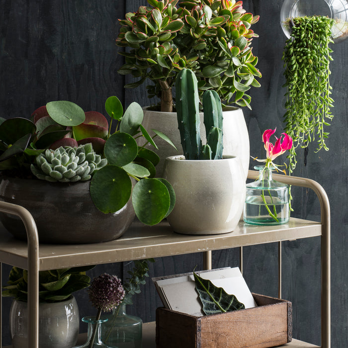 27216e05-2454-4a25-9012-7102cf461748-afbeelding5.jpg (2743697)