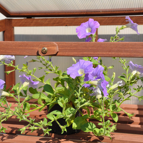 Royal Well Patiokas Rosemary's Choice