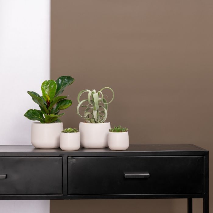 Plantenset Kodi Small Wit