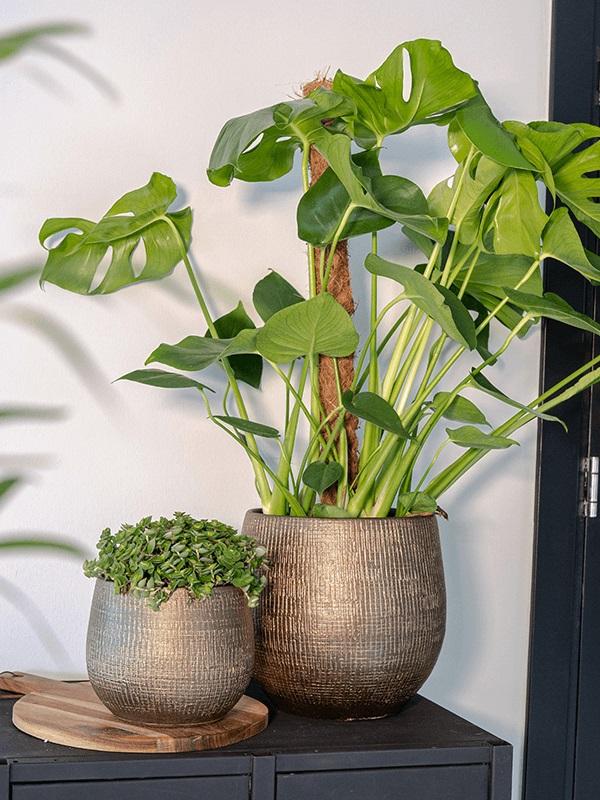 45b8686a-80f5-4d0d-b026-6318e39c5e6f-afbeelding10.jpg (2792948)