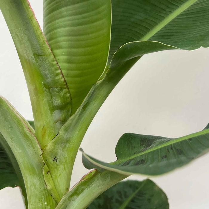 Fleurdirect Bananenplant Musa Tropicana L