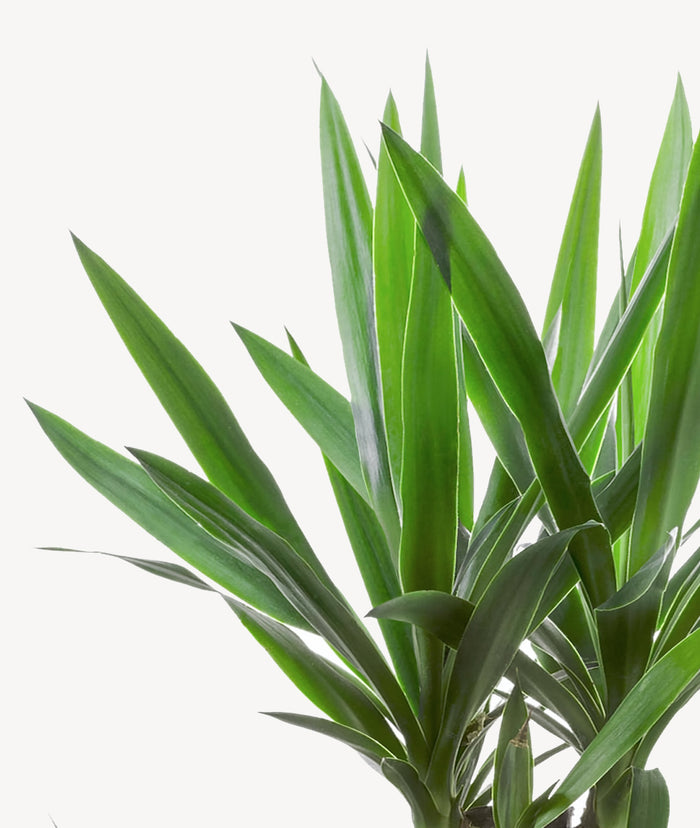 Elho Yucca Drietak In Greenville