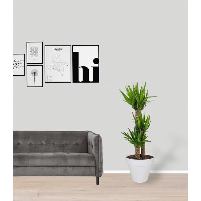 Elho Yucca Drietak In Greenville