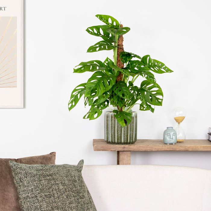 Bloomique - Monstera Monkey Leaf mosstok - Gatenplant - ⌀17 - ↕75-80